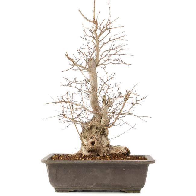 Carpinus coreana, 51 cm, ± 20 anni