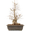 Carpinus coreana, 51 cm, ± 20 jaar oud