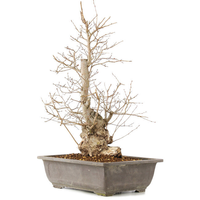Carpinus coreana, 51 cm, ± 20 jaar oud