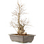 Carpinus coreana, 51 cm, ± 20 Jahre alt