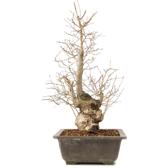 Carpinus coreana, 51 cm, ± 20 ans