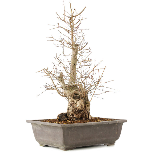 Carpinus coreana, 51 cm, ± 20 años