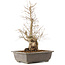 Carpinus coreana, 51 cm, ± 20 Jahre alt