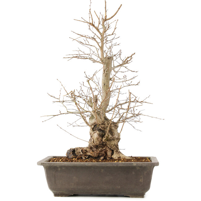 Carpinus coreana, 51 cm, ± 20 anni