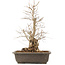 Carpinus coreana, 51 cm, ± 20 Jahre alt