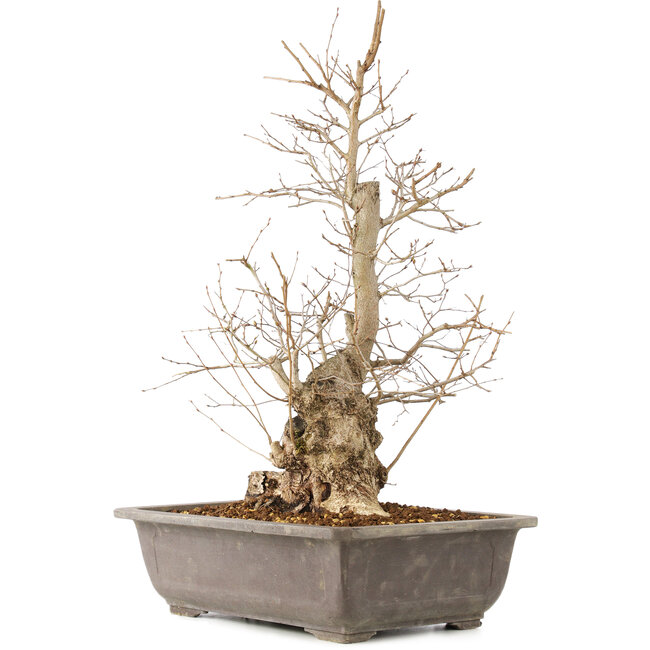 Carpinus coreana, 51 cm, ± 20 años