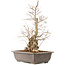 Carpinus coreana, 51 cm, ± 20 Jahre alt