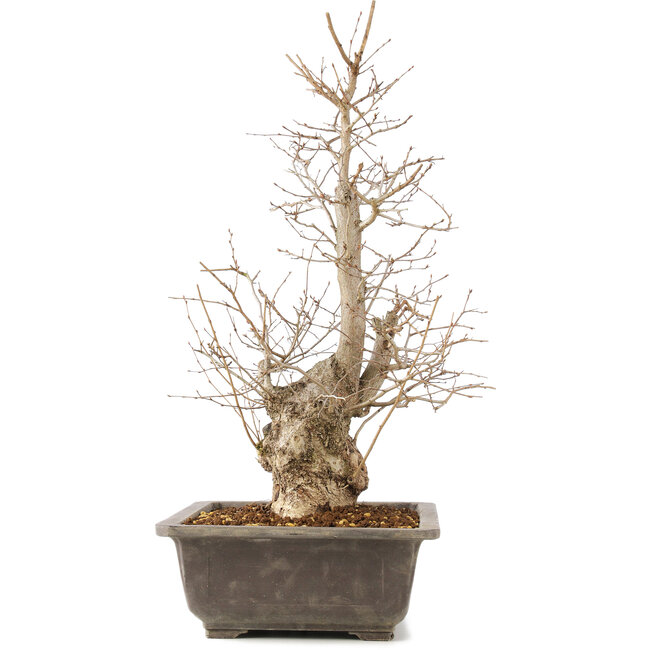 Carpinus coreana, 51 cm, ± 20 anni