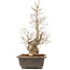 Carpinus coreana, 51 cm, ± 20 anni