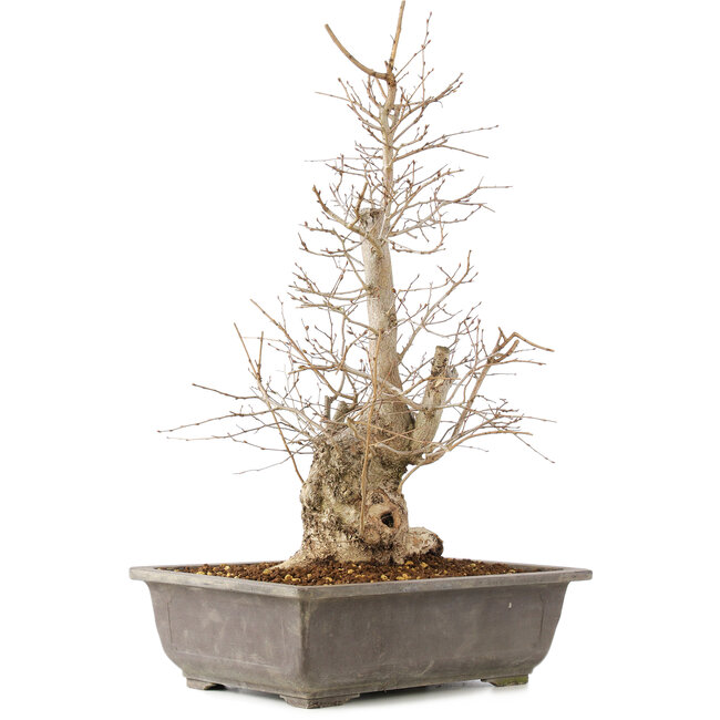 Carpinus coreana, 51 cm, ± 20 jaar oud