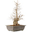 Carpinus coreana, 51 cm, ± 20 jaar oud