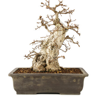 Carpinus coreana, 30 cm, ± 40 ans