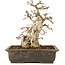 Carpinus coreana, 30 cm, ± 40 Jahre alt