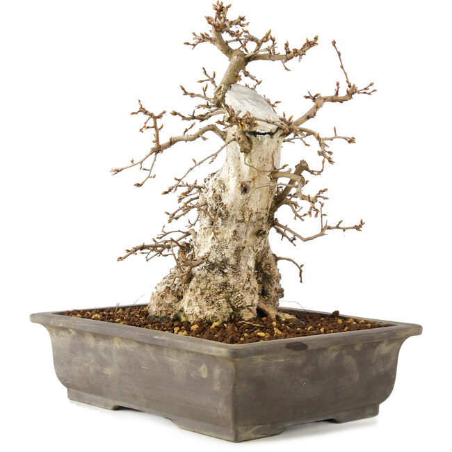 Carpinus coreana, 30 cm, ± 40 Jahre alt