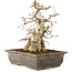 Carpinus coreana, 30 cm, ± 40 Jahre alt