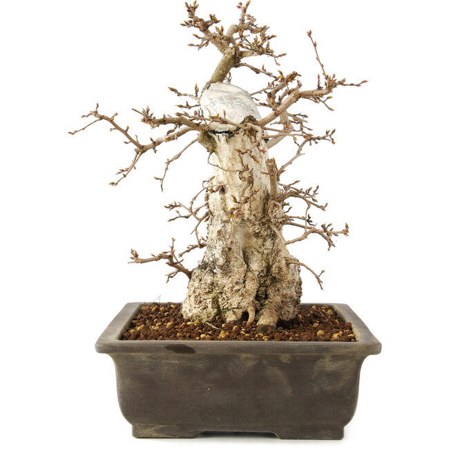 Carpinus coreana, 30 cm, ± 40 ans