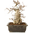 Carpinus coreana, 30 cm, ± 40 Jahre alt