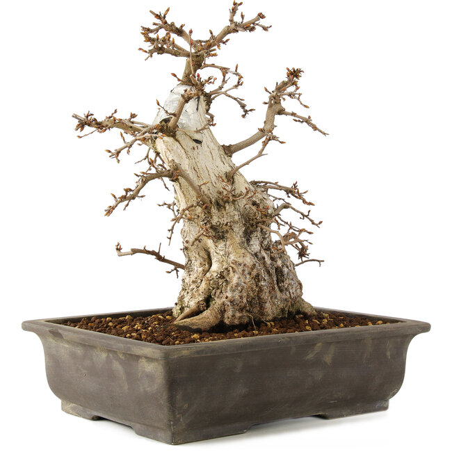 Carpinus coreana, 30 cm, ± 40 anni