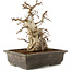 Carpinus coreana, 30 cm, ± 40 Jahre alt