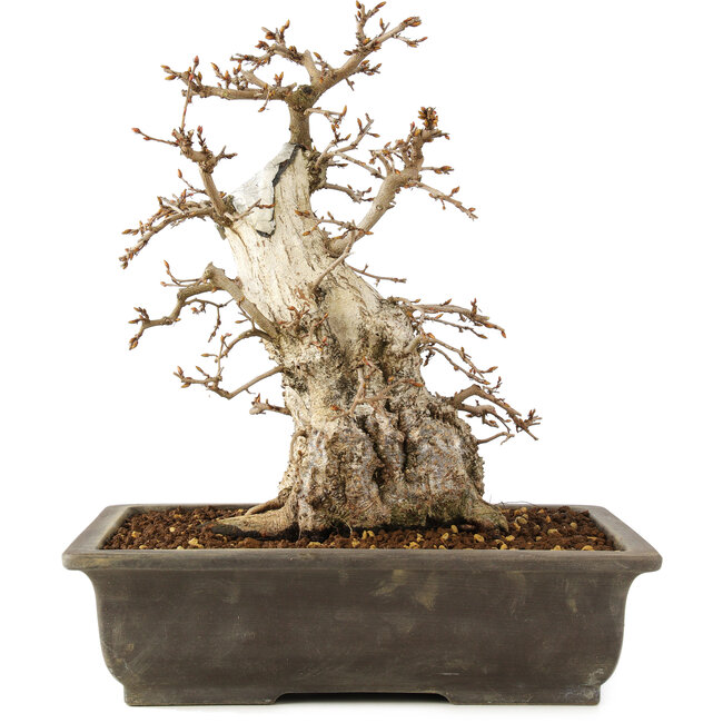 Carpinus coreana, 30 cm, ± 40 anni