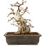 Carpinus coreana, 30 cm, ± 40 years old