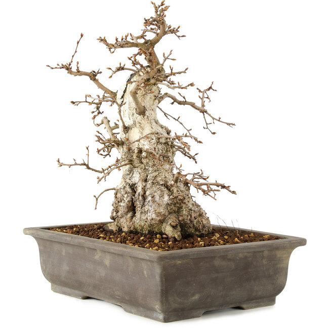 Carpinus coreana, 30 cm, ± 40 años