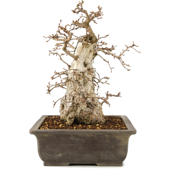 Carpinus coreana, 30 cm, ± 40 años