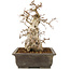 Carpinus coreana, 30 cm, ± 40 Jahre alt