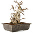 Carpinus coreana, 30 cm, ± 40 Jahre alt