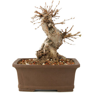 Carpinus coreana, 21 cm, ± 25 jaar oud