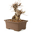 Carpinus coreana, 21 cm, ± 25 years old