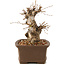 Carpinus coreana, 21 cm, ± 25 years old