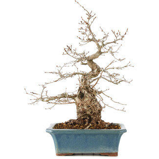 Carpinus coreana, 41 cm, ± 40 anni