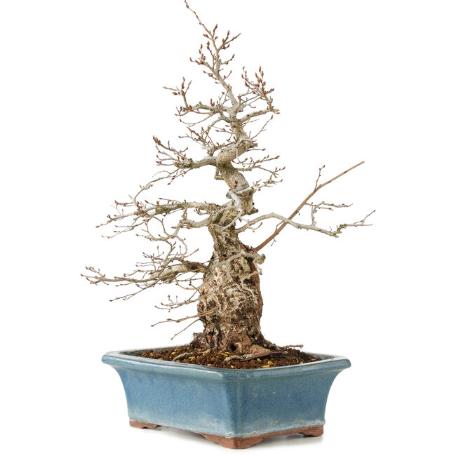 Carpinus coreana, 41 cm, ± 40 years old