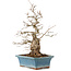 Carpinus coreana, 41 cm, ± 40 Jahre alt