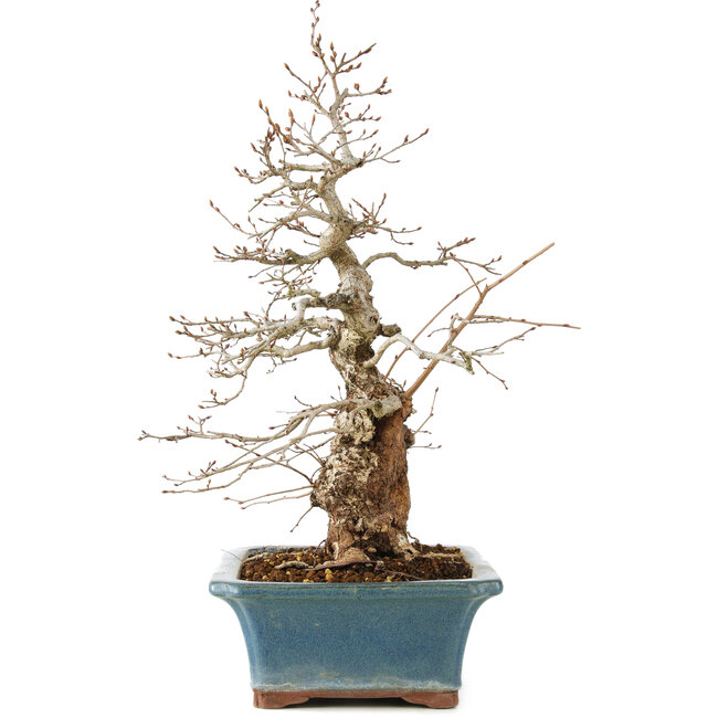 Carpinus coreana, 41 cm, ± 40 years old