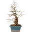 Carpinus coreana, 41 cm, ± 40 Jahre alt