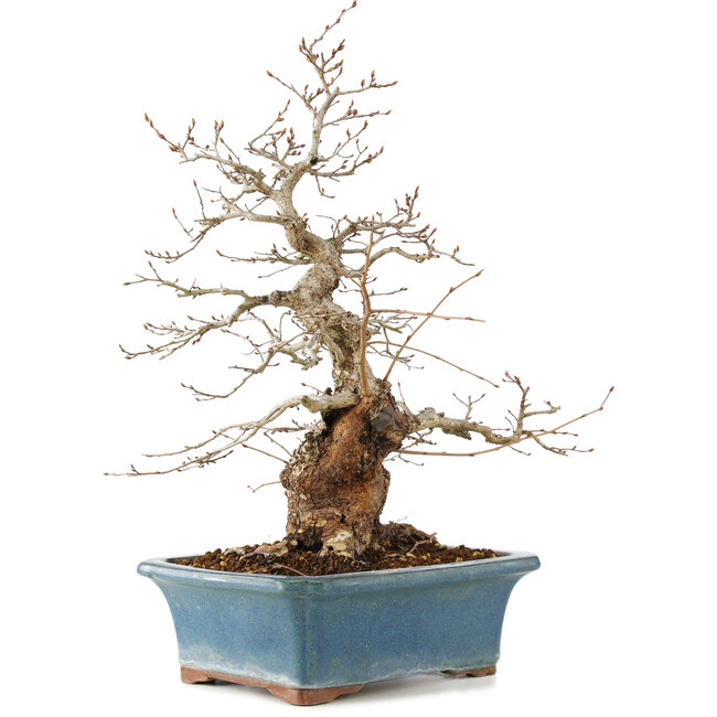 Carpinus coreana, 41 cm, ± 40 anni