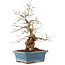 Carpinus coreana, 41 cm, ± 40 Jahre alt