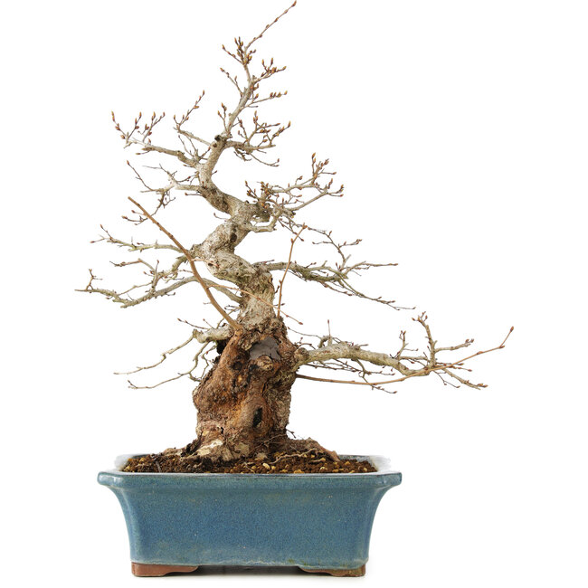 Carpinus coreana, 41 cm, ± 40 Jahre alt