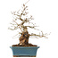 Carpinus coreana, 41 cm, ± 40 Jahre alt