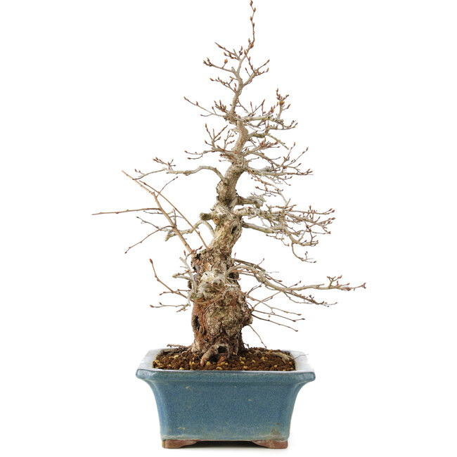 Carpinus coreana, 41 cm, ± 40 years old