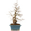 Carpinus coreana, 41 cm, ± 40 Jahre alt