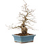 Carpinus coreana, 41 cm, ± 40 anni