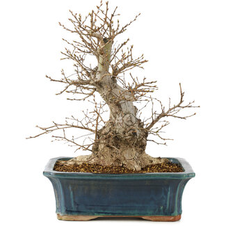 Carpinus coreana, 45 cm, ± 20 ans