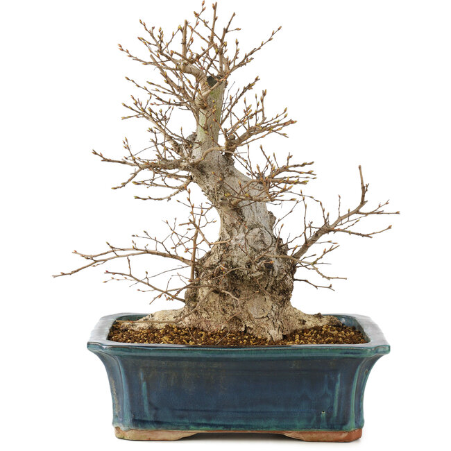 Carpinus coreana, 45 cm, ± 20 Jahre alt