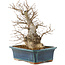 Carpinus coreana, 45 cm, ± 20 Jahre alt