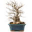 Carpinus coreana, 45 cm, ± 20 Jahre alt