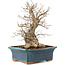 Carpinus coreana, 45 cm, ± 20 Jahre alt