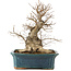 Carpinus coreana, 45 cm, ± 20 years old